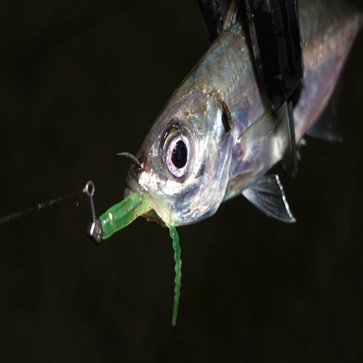 (PRICE w/o GST) - CLEARBLUE NAMI 2.0inch Rubber lure