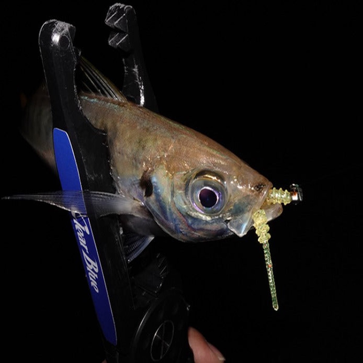 (PRICE w/o GST) - CLEARBLUE Ring Bonbon 1.6 inch Rubber Lure